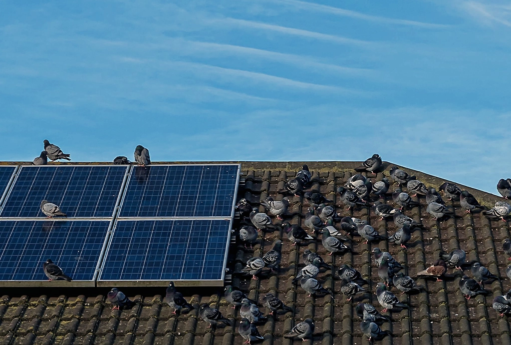 Bird Poop - Solar panel cleaning services in Brisbane